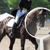 Breeder&rsquo;s Horse Portfolio Search
