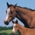 Dam Sire Report